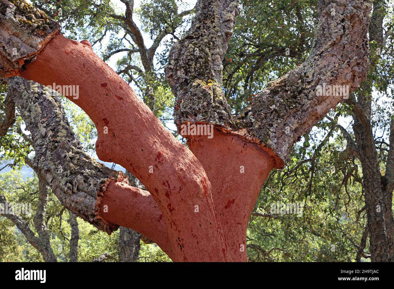 korkeiche (Quercus suber), nur geschälter Stamm, Spanien, Andalusien, Los Alcornocales Stockfoto