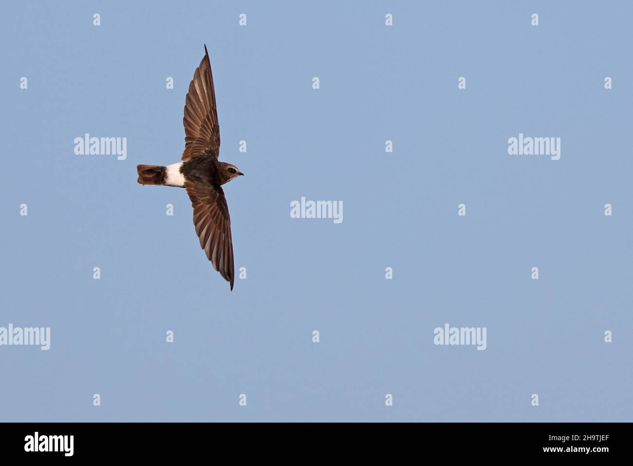 Hausflink, kleiner Swift (Apus affinis), im Flug, Spanien, Andalusien Stockfoto