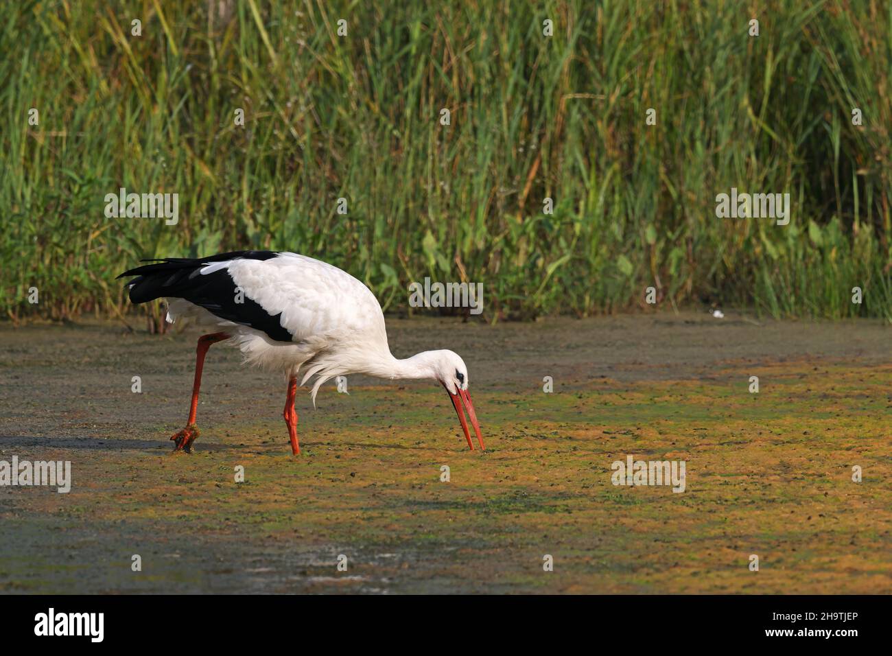 Weißstorch (Ciconia ciconia), auf der Suche nach Nahrung im Flachwasser, Niederlande, Overijssel, Weerribben-Wieden Nationalpark Stockfoto