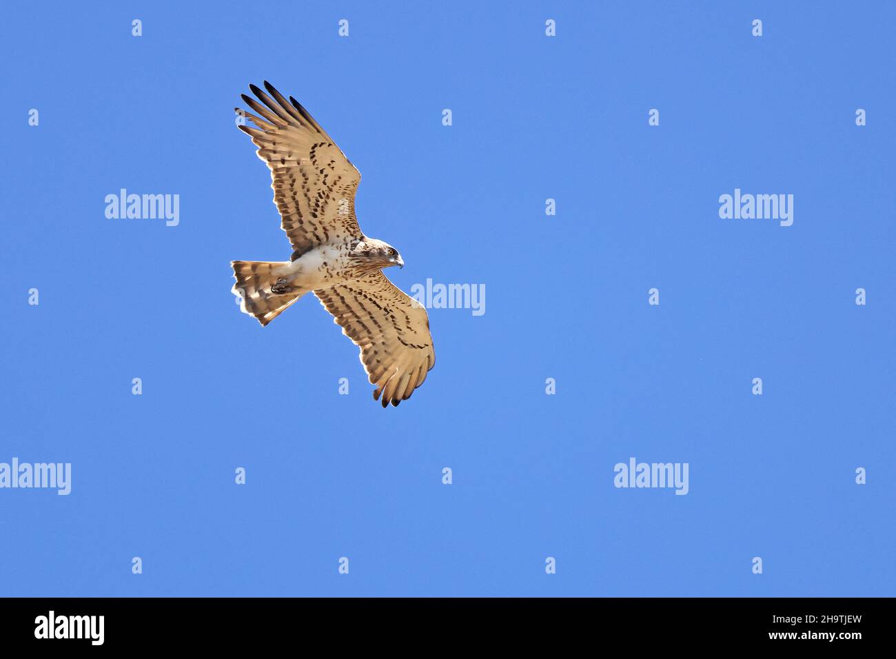 Kleinkrötenadler (Circaetus gallicus), Jugendlicher im Flug, Spanien, Andalusien, Tarifa Stockfoto