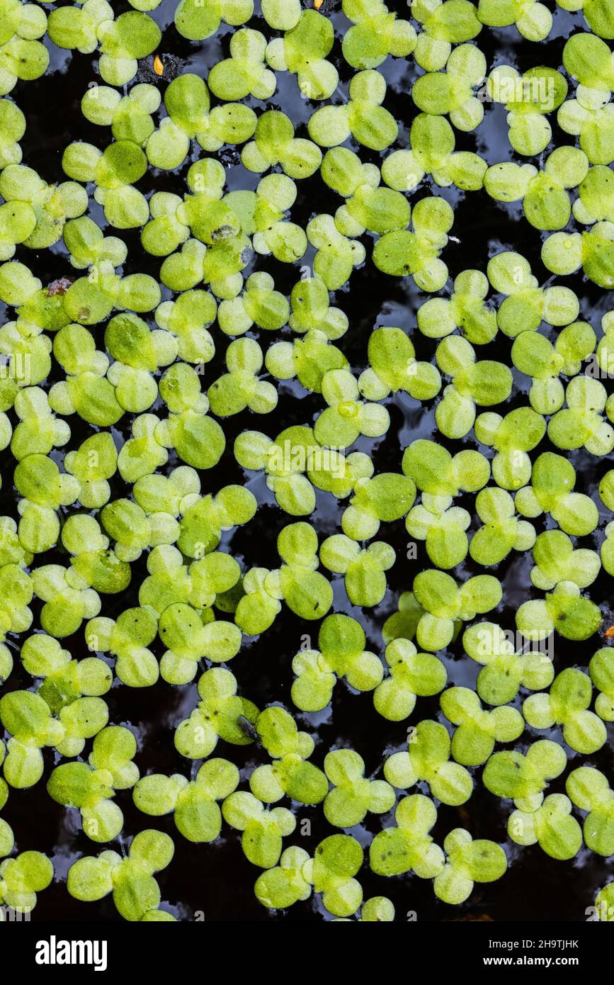 Gemeine Entengras, kleine Entengras (Lemna minor), Draufsicht, vegetative Fortpflanzung, Deutschland Stockfoto