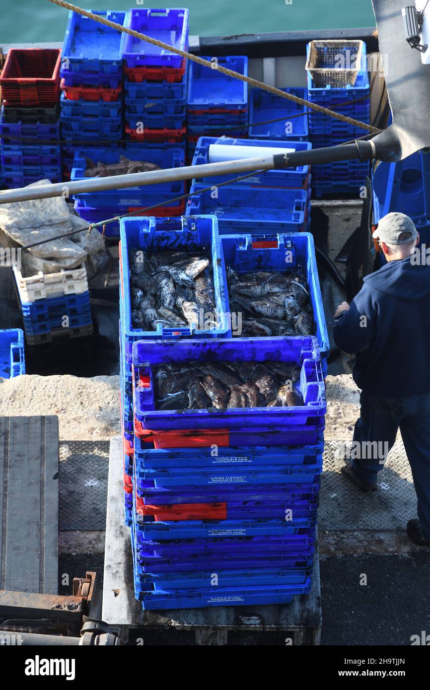 Der Fang eines Fischerbootes wird im Hafen, Frankreich, der Bretagne, im Département Côtes-d’Armor , Erquy entladen Stockfoto