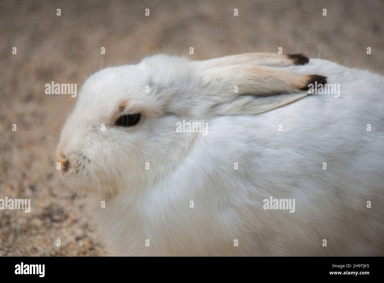 Blauer Hase, Berghase, weißer Hase, eurasischer Arktischhase (Lepus timidus), Nahaufnahme Stockfoto