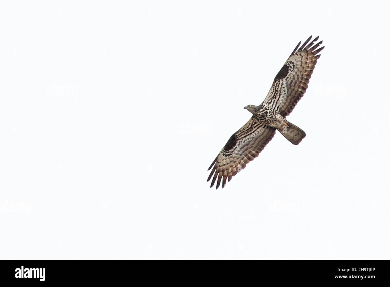 westlicher Honigbussard (Pernis apivorus), im Flug, Spanien, Andalusien, Tarifa Stockfoto
