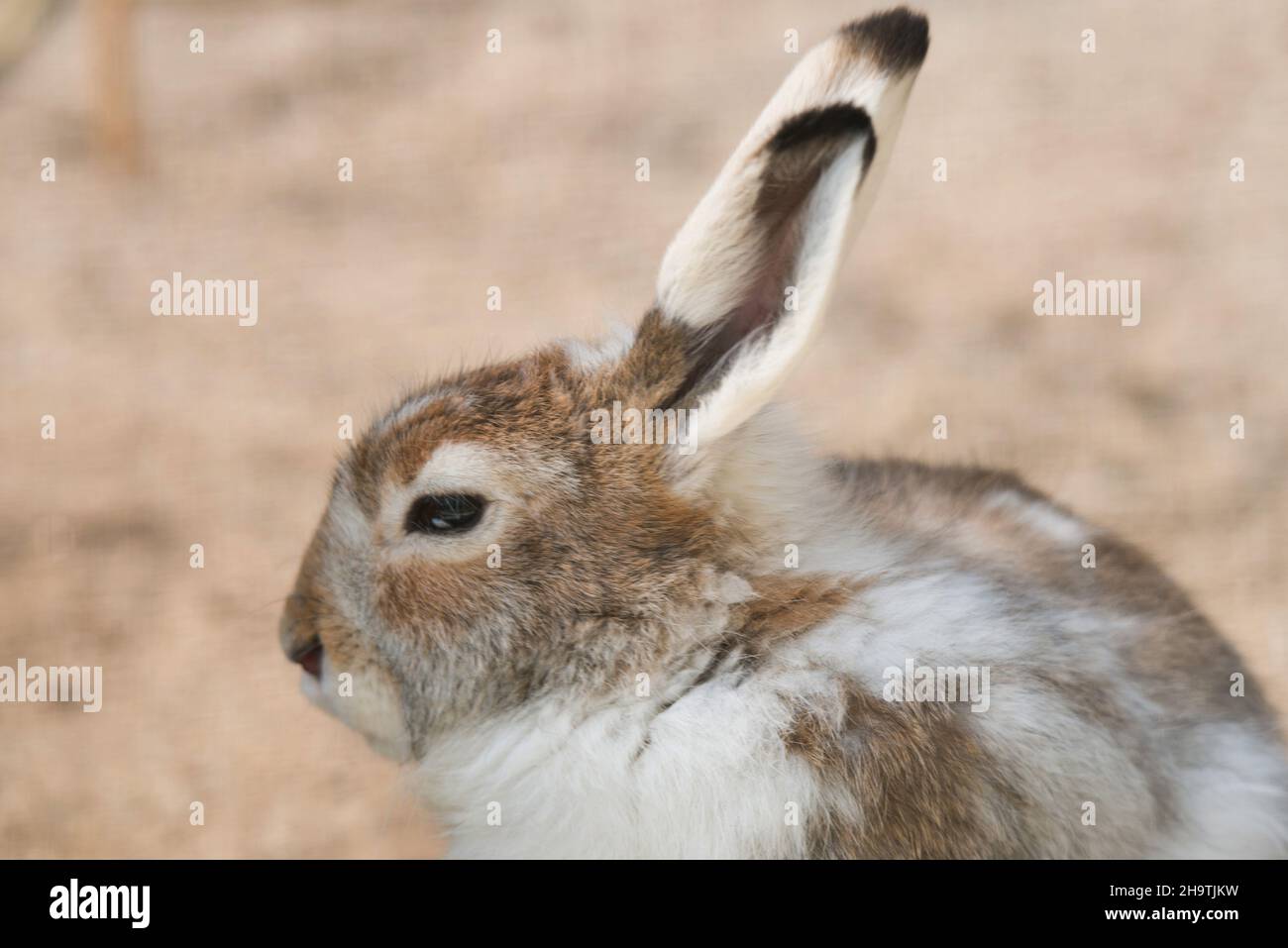 Blauer Hase, Berghase, weißer Hase, eurasischer Arktischhase (Lepus timidus), Fellwechsel Stockfoto