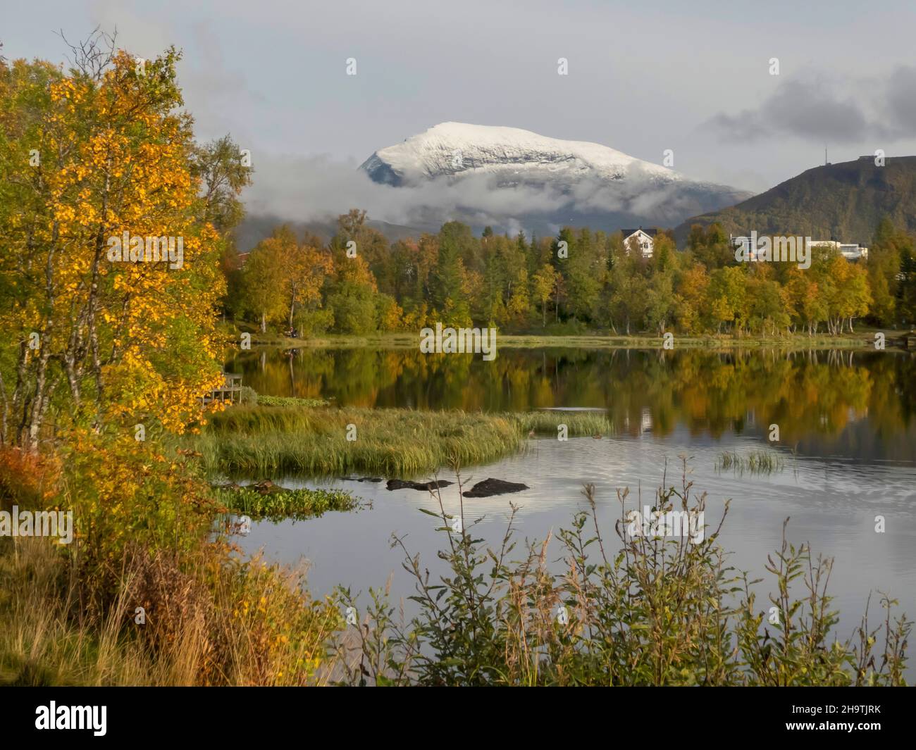 Graureiher (Ardea cinerea), auf dem See Prestvannet im Herbst und der erste Schnee auf Tromsdalstinden Mountain, Norwegen, Troms, Tromsoe, Prestvannet Stockfoto