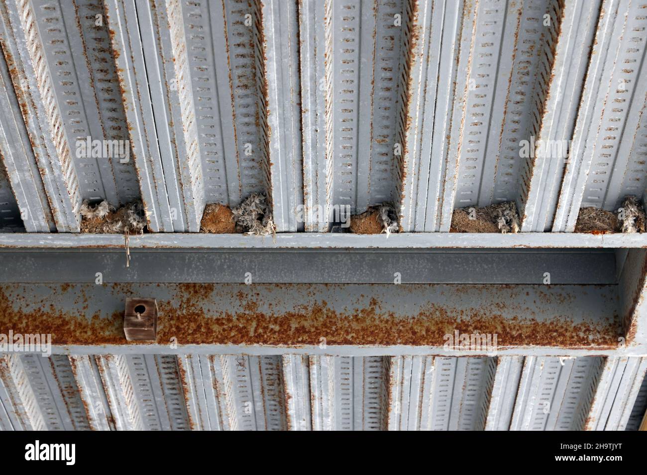 Hausflink, kleiner Swift (Apus affinis), brütet unter dem Dach in einem Industriegebäude, Spanien, Andalusien, Chipiona Stockfoto