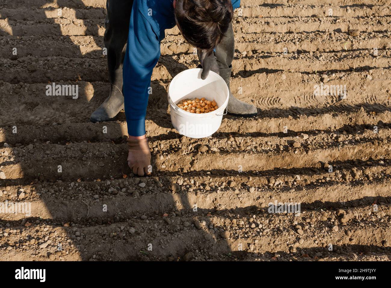 Eine Frau pflanzt am Nachmittag eine Zwiebelbillet Stockfoto