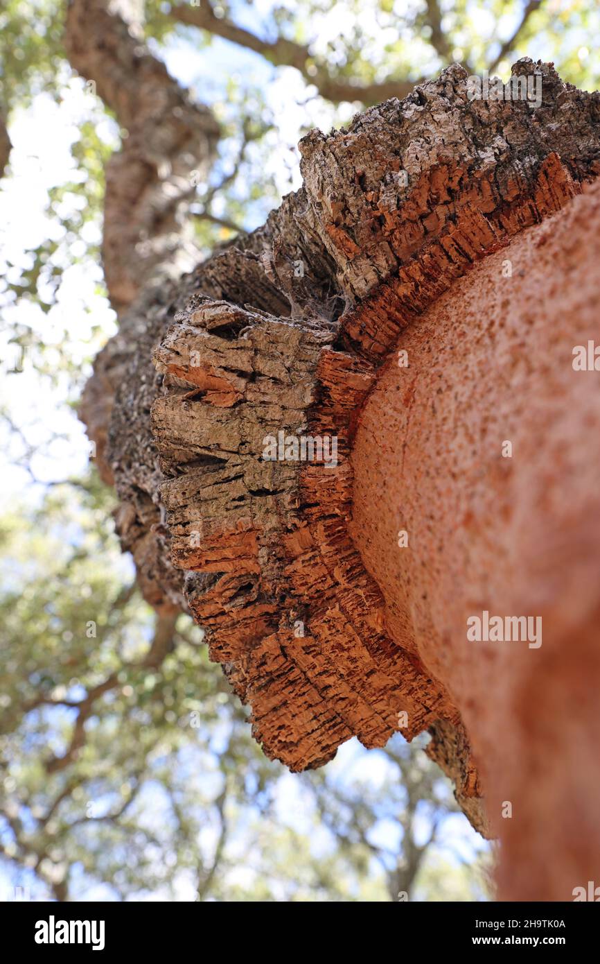 korkeiche (Quercus suber), alte dicke Korkrinde an einem gerade geschälten Stamm, Spanien, Andalusien, Los Alcornocales Stockfoto