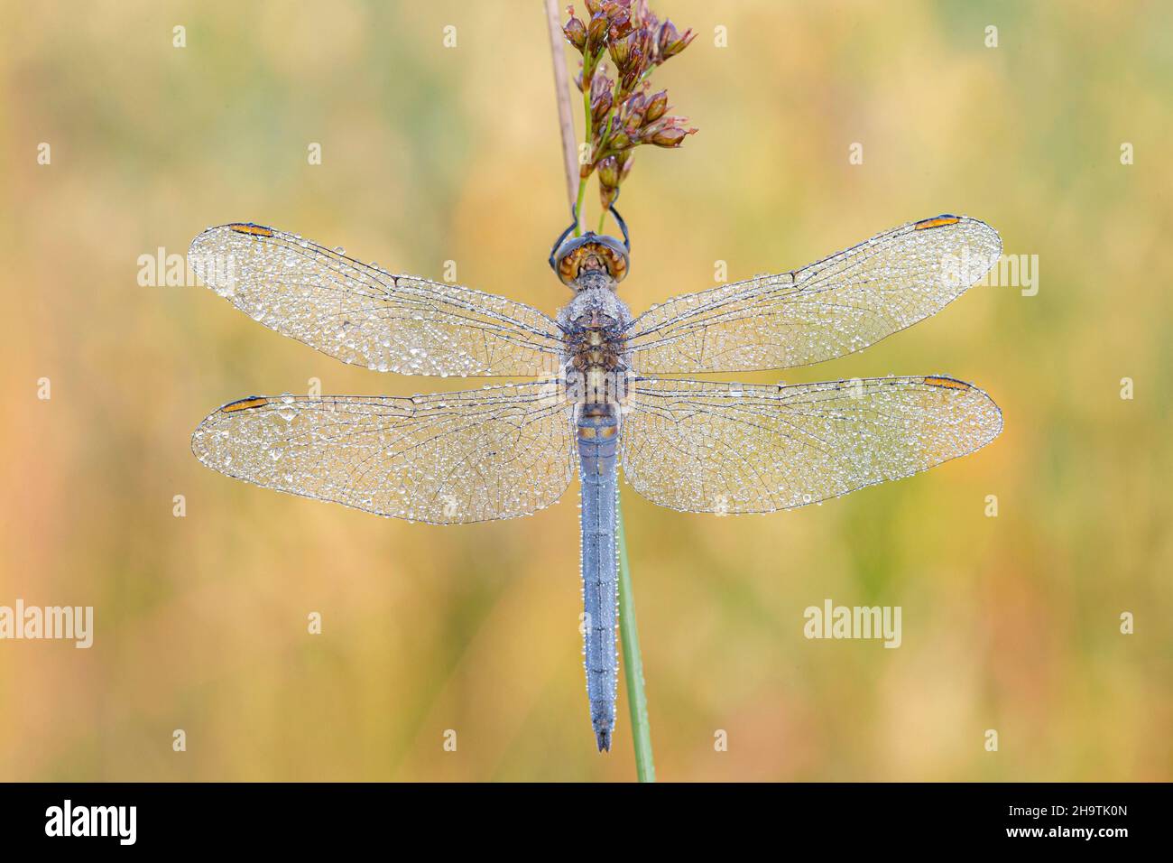 Kielabschäumer (Orthetrum coerulescens), mit Morgentau benetzter Rüde, Deutschland, Bayern Stockfoto