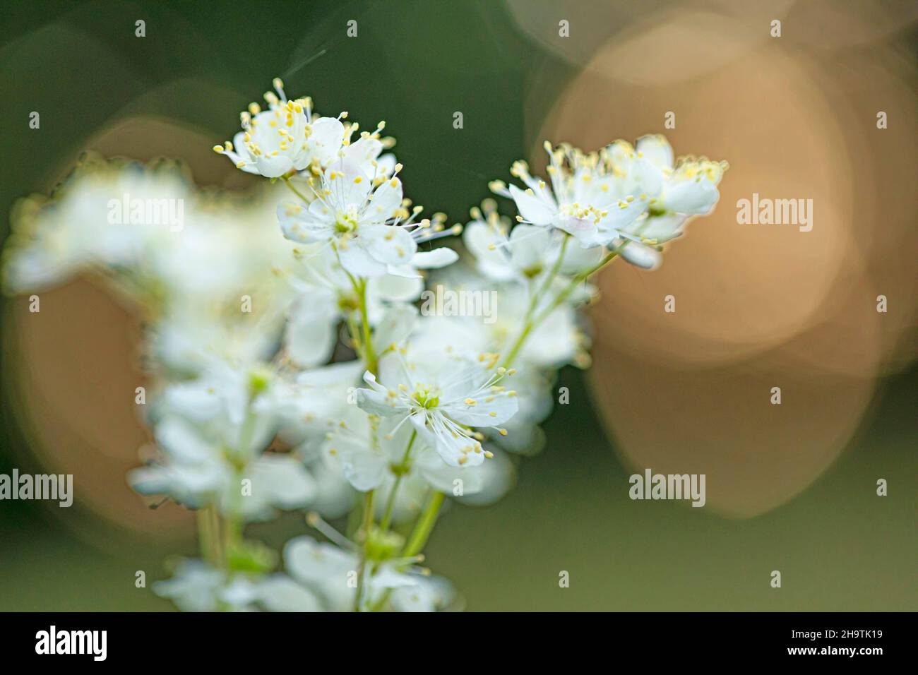 Mädesüß, Königin-von-der-Wiese (Filipendula ulmaria), Blütenstand, Deutschland, Bayern Stockfoto