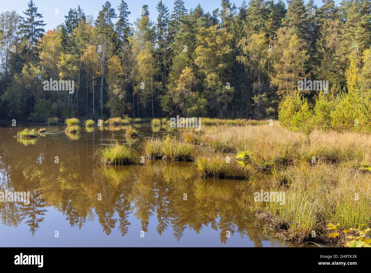 Bäume spiegeln sich in einem Teich im Wald, Deutschland, Bayern, Tirschenreuther Teichpfanne Stockfoto