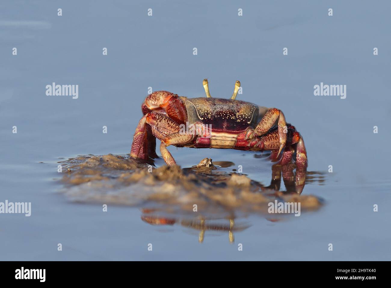 Marokkanische Fiddler-Krabbe, Europäische Fiddler-Krabbe (Uca tangeri), Spaziergang im seichten Wasser, Rückansicht, Spanien, Andalusien, Sanlucar de Barrameda Stockfoto