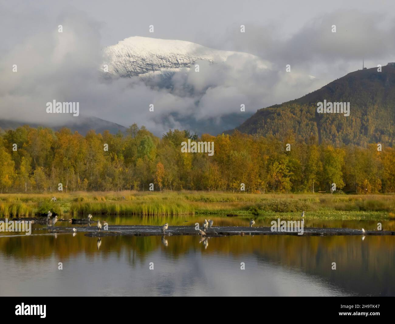 Graureiher (Ardea cinerea), See Prestvannet im Herbst und der erste Schnee auf Tromsdalstinden Mountain, Norwegen, Troms, Tromsoe, Prestvannet Stockfoto