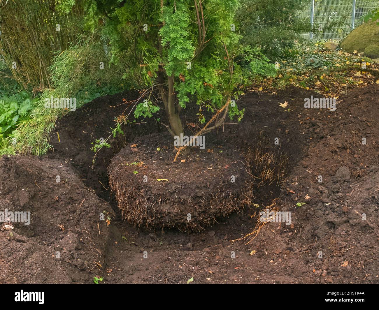 Baumverschiebung im Botanischen Garten, Serienbild 6/6, Deutschland, Hamburg, Flottbek Stockfoto