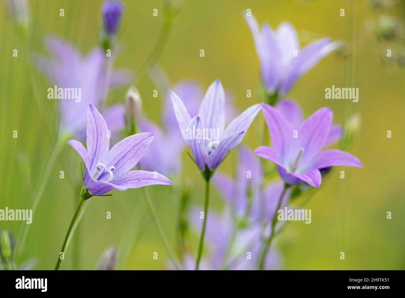 Ausbreitende Glockenblume (Campanula patula), Blumen, Deutschland, Bayern Stockfoto