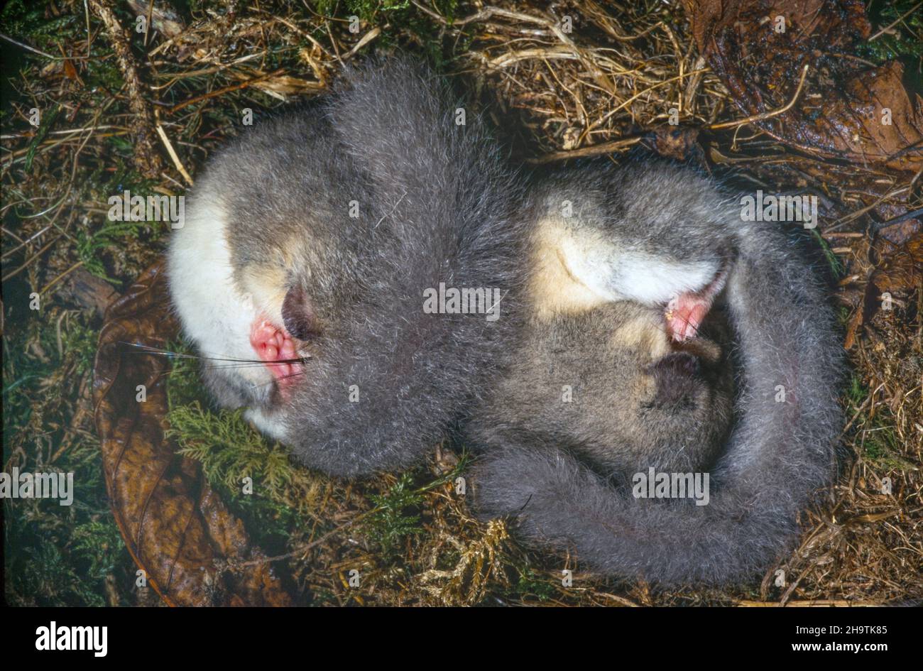 Essbare Siebenschläfer, essbare Siebenschläfer, fette Siebenschläfer, Eichhörnchen-Schwanz-Siebenschläfer (Glis glis), zwei essbare Siebenschläfer im Winterschlaf, Deutschland Stockfoto