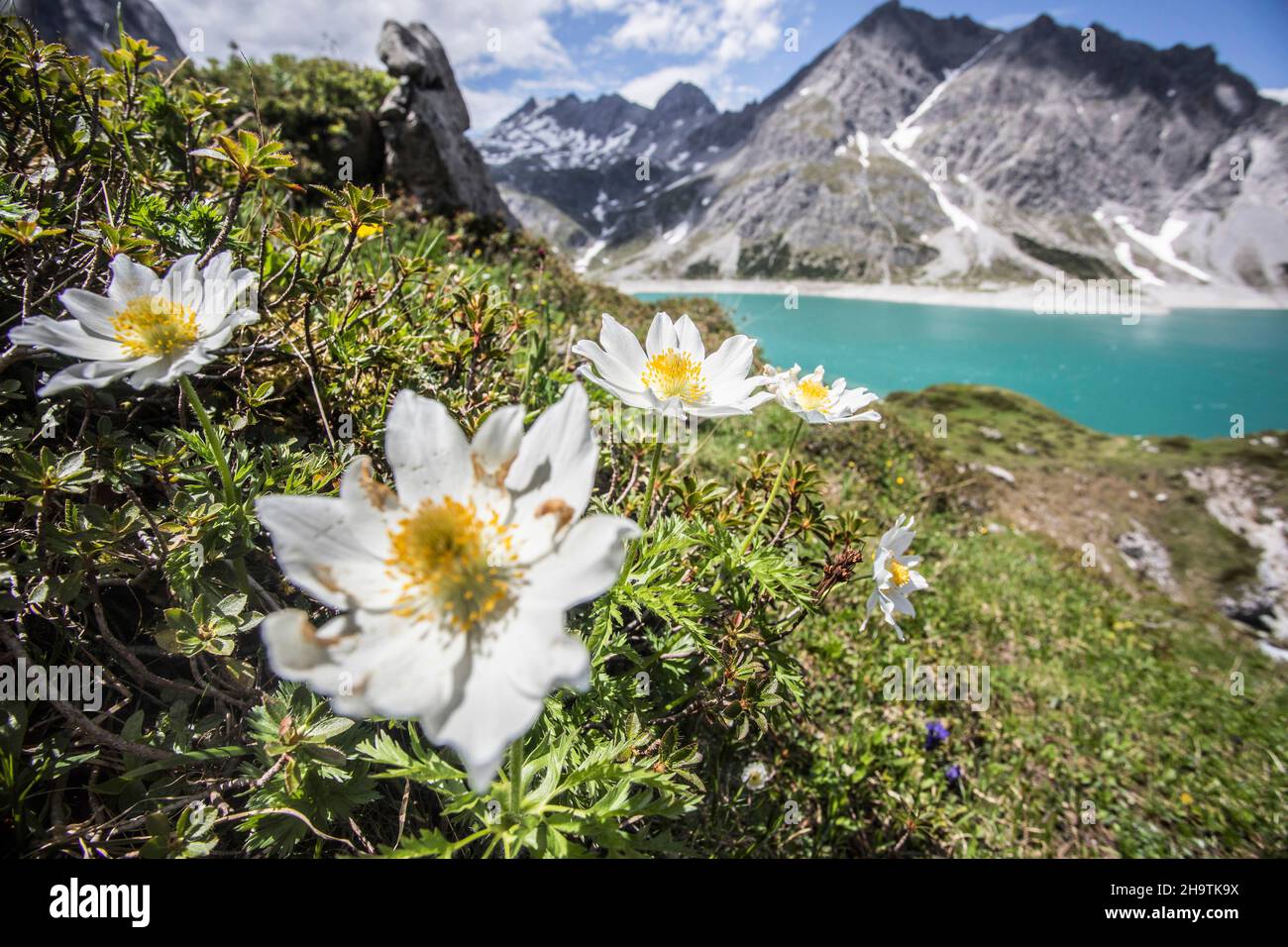 Alpenanemone (Pulsatilla alpina), blühend am Luener See, Bergsee an den Ostalpen, Brandnertal, Österreich, Vorarlberg Stockfoto