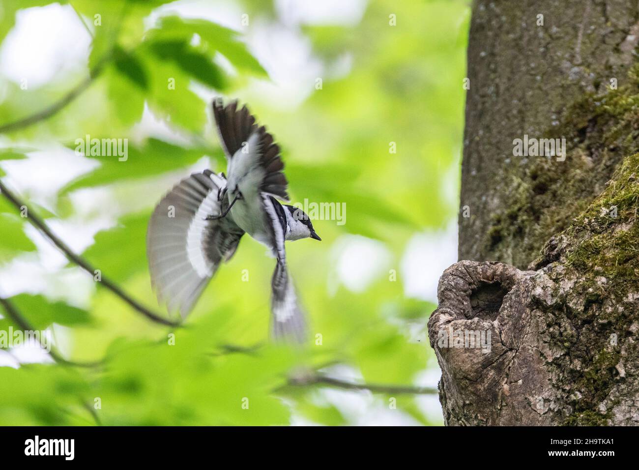 Halsbandschnäpper (Ficedula albicollis), Male nähert sich seiner Baumhöhle, Deutschland, Bayern Stockfoto