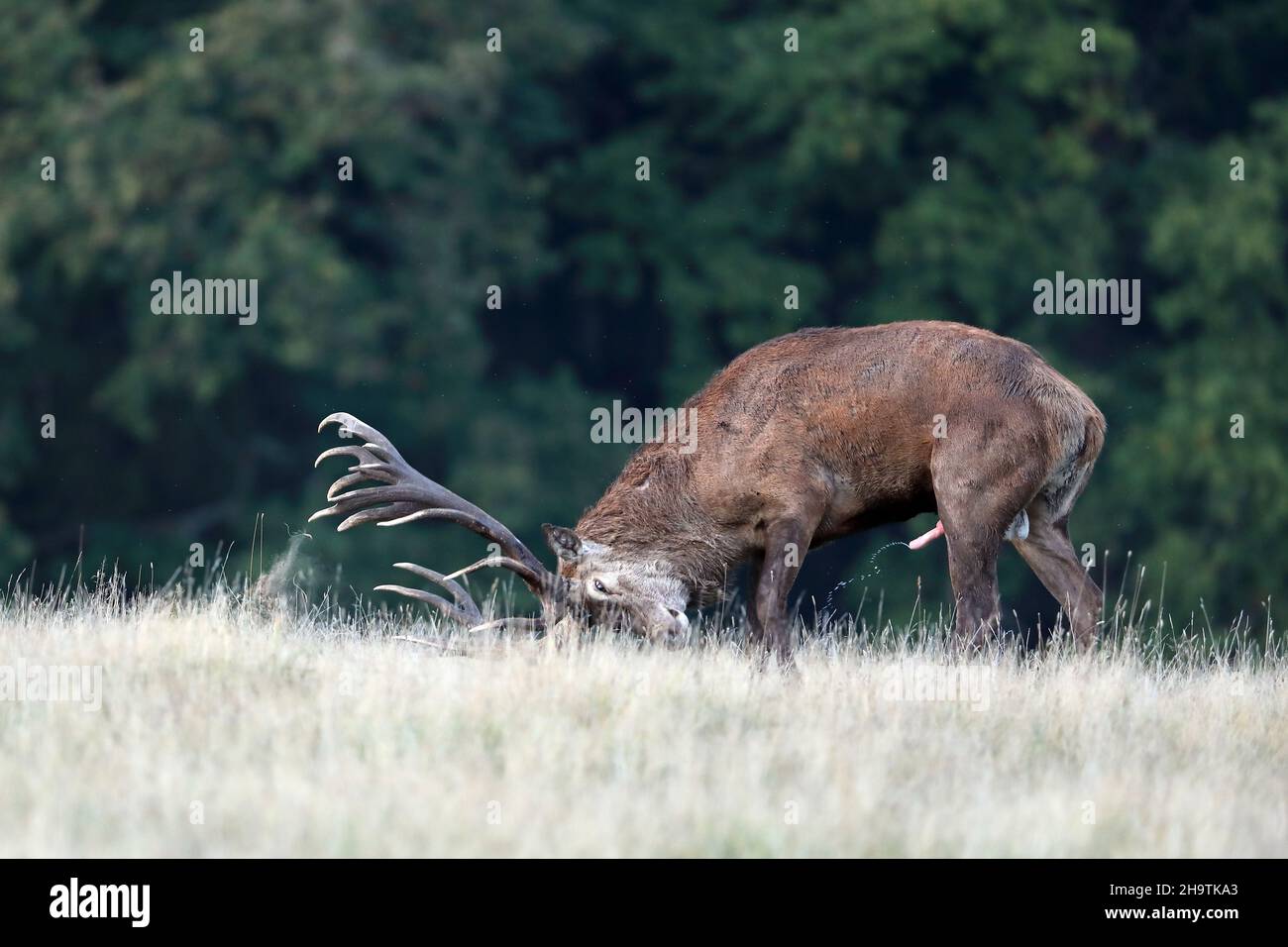 Rothirsch (Cervus elaphus), Hirsch, der sein Territorium in der Brunftzeit markiert, Dänemark Stockfoto