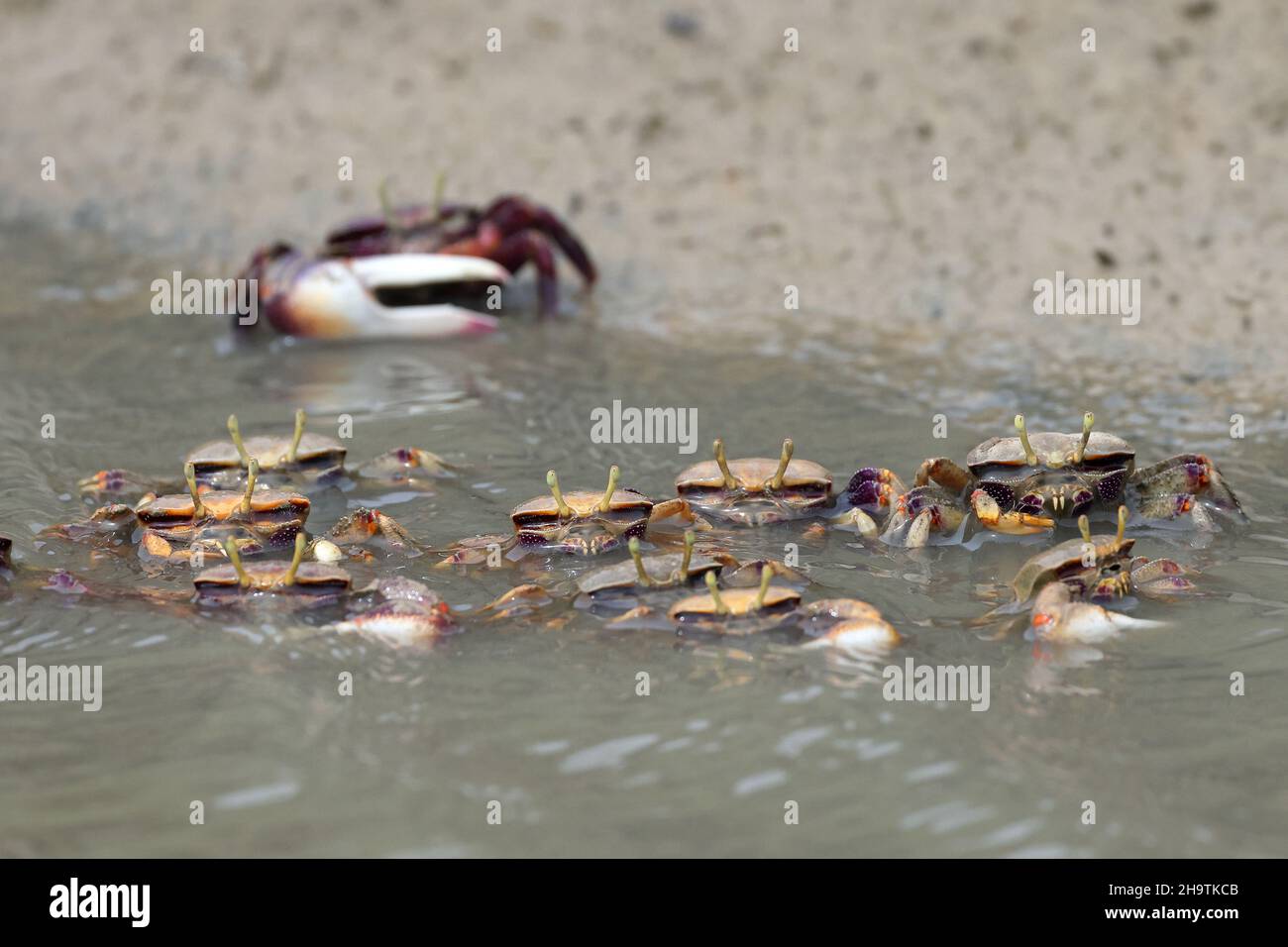 Marokkanische Geiger-Krabbe, Europäische Geiger-Krabbe (Uca tangeri), Gruppe sitzt in seichtem Wasser, Spanien, Andalusien, Sanlucar de Barrameda Stockfoto