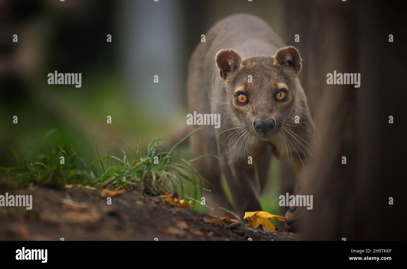 Seltene Fosa Cryptoprocta ferox beim Laufen und auf der Suche nach Nahrung, das beste Foto. Stockfoto