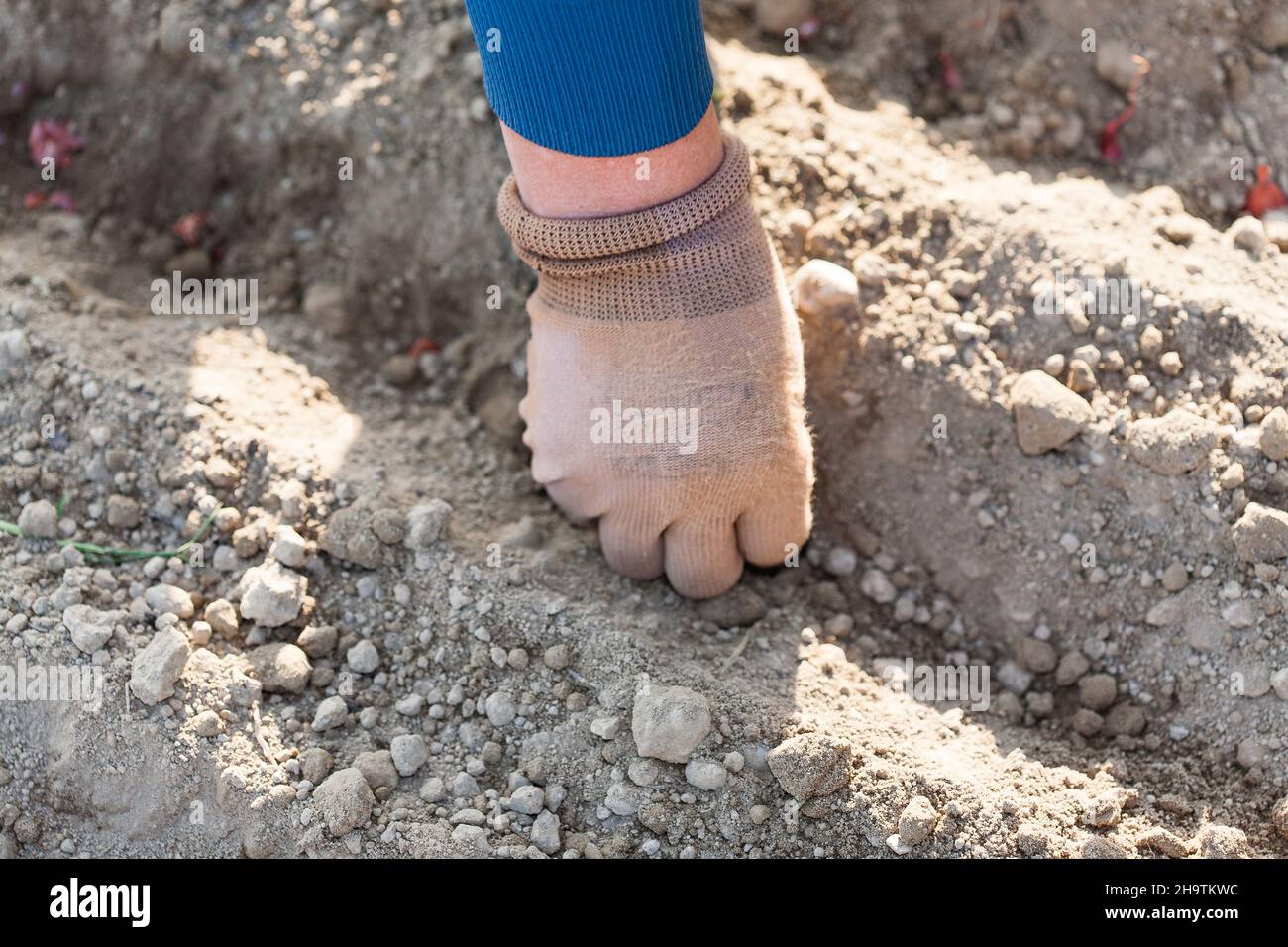 Die Hand der Frau in Handschuhen. Pflanzen Sie einen Garten. Stockfoto