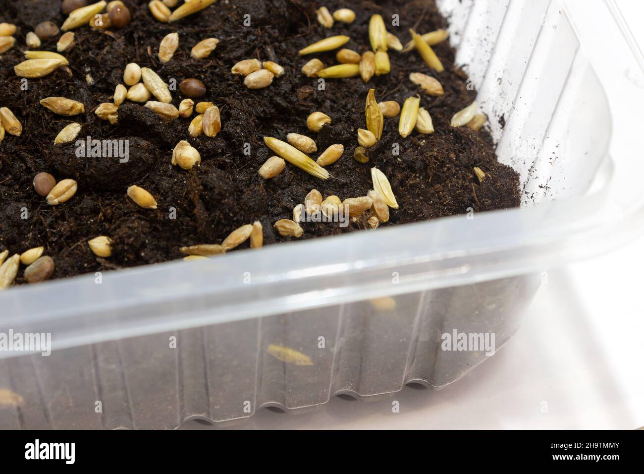 Garten des Hauses. Samen von Weizen, Gerste, Hafer in einem Topf gepflanzt. Stockfoto