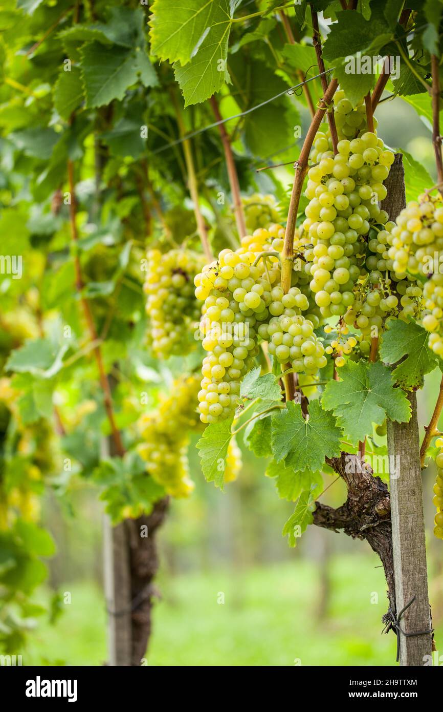 Trauben, Reben, Wein, gelb, ganz, Lebendig, im Freien, sehr, weiß, frei, Natur, Weinstock Steiermark, Herbst, Traube, Pflanze, Outdoor, leibnitz, grün, Blätter, Au Stockfoto