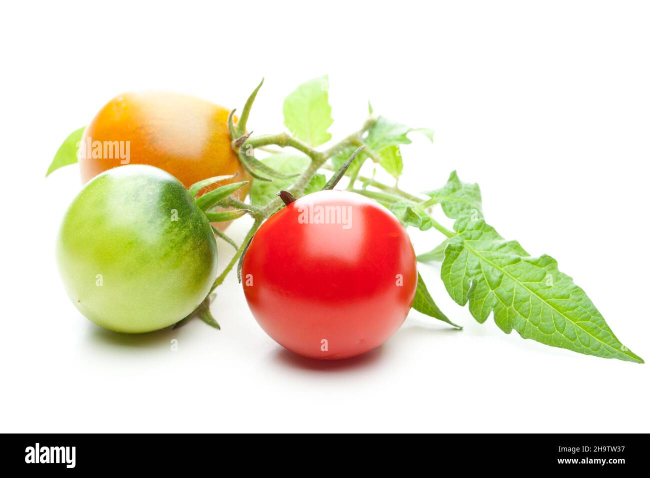 Tomaten, Tomaten, unreif, gelb, grün, Rot, Blatt, weiß, Hintergrund, Gemüse, Reif, Produktion, reifen, wachsen, drei, Zusammen, Seite an Seite, matu Stockfoto