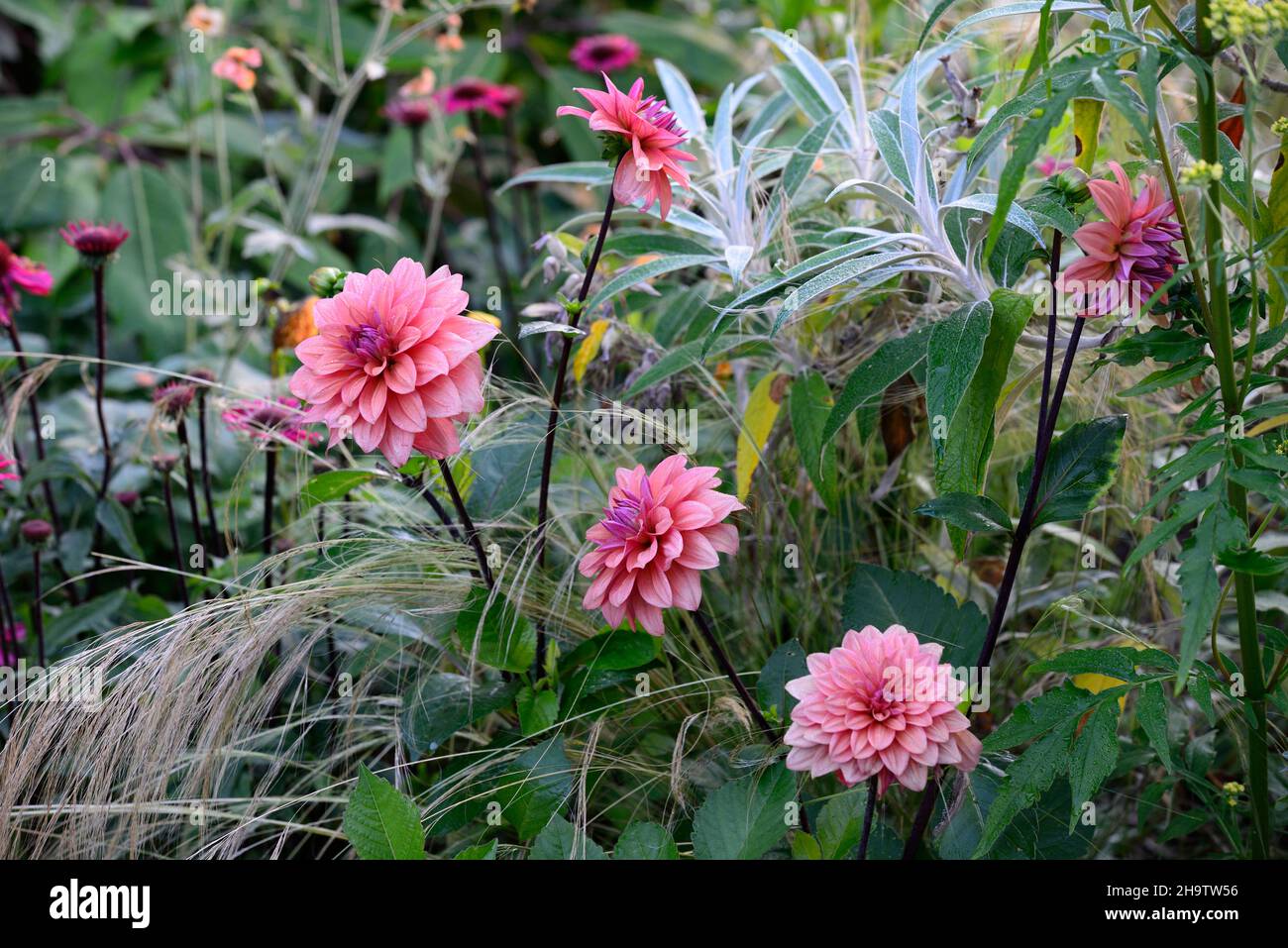 Dahlia American Dawn, Lachs rosa Pfirsich Aprikosen Blumen, Blüte, Blume, Garten, Gärten, floral, RM Floral Stockfoto