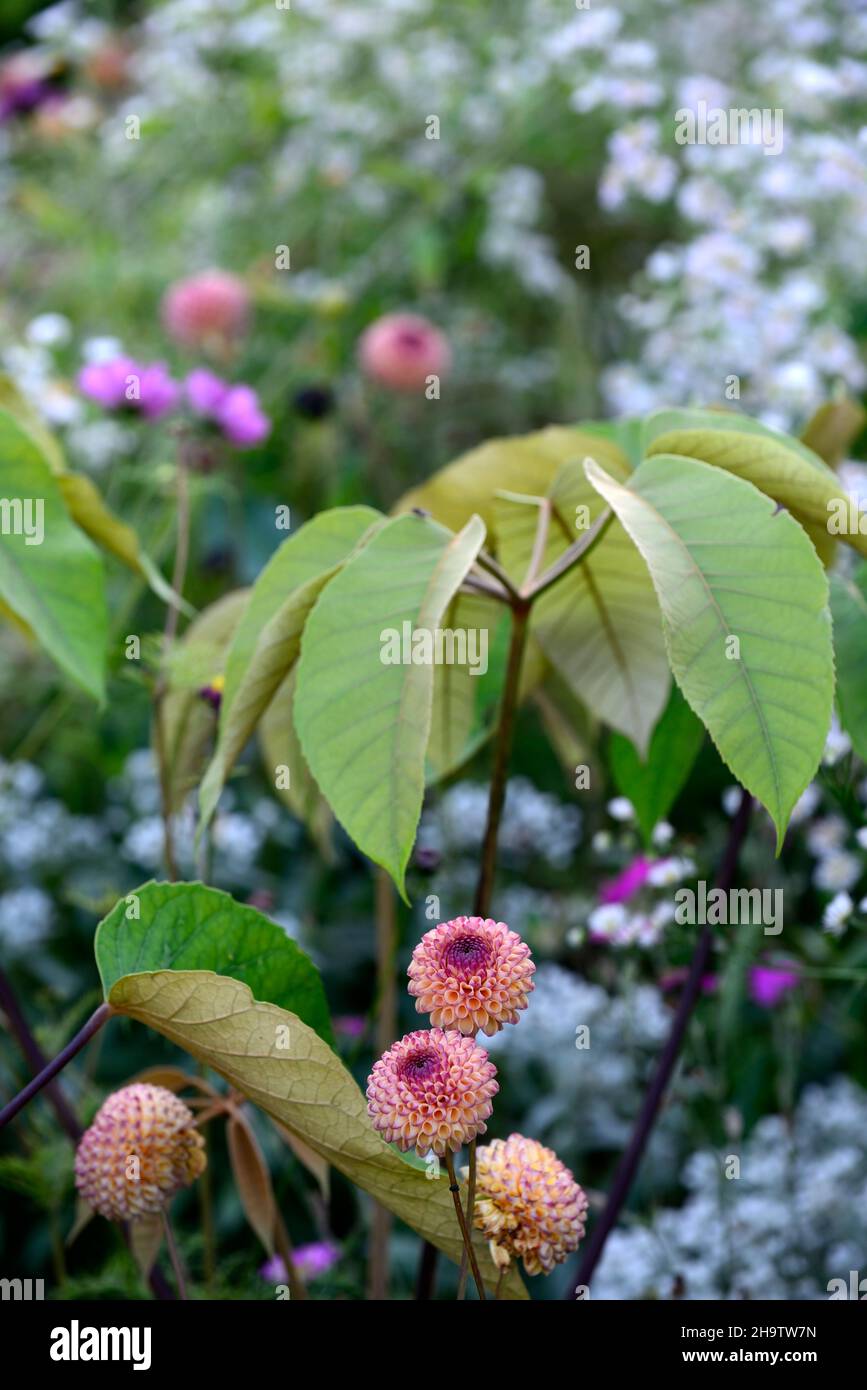 Dahlia Burlesca, Schefflera macrophylla, ungewöhnliche Pflanzenkombination, Dahlien, Balldahlie, Orange, Koralle, Korallenrosa, Blume, Blumen, Blüte, mehrjährige, Perenn Stockfoto