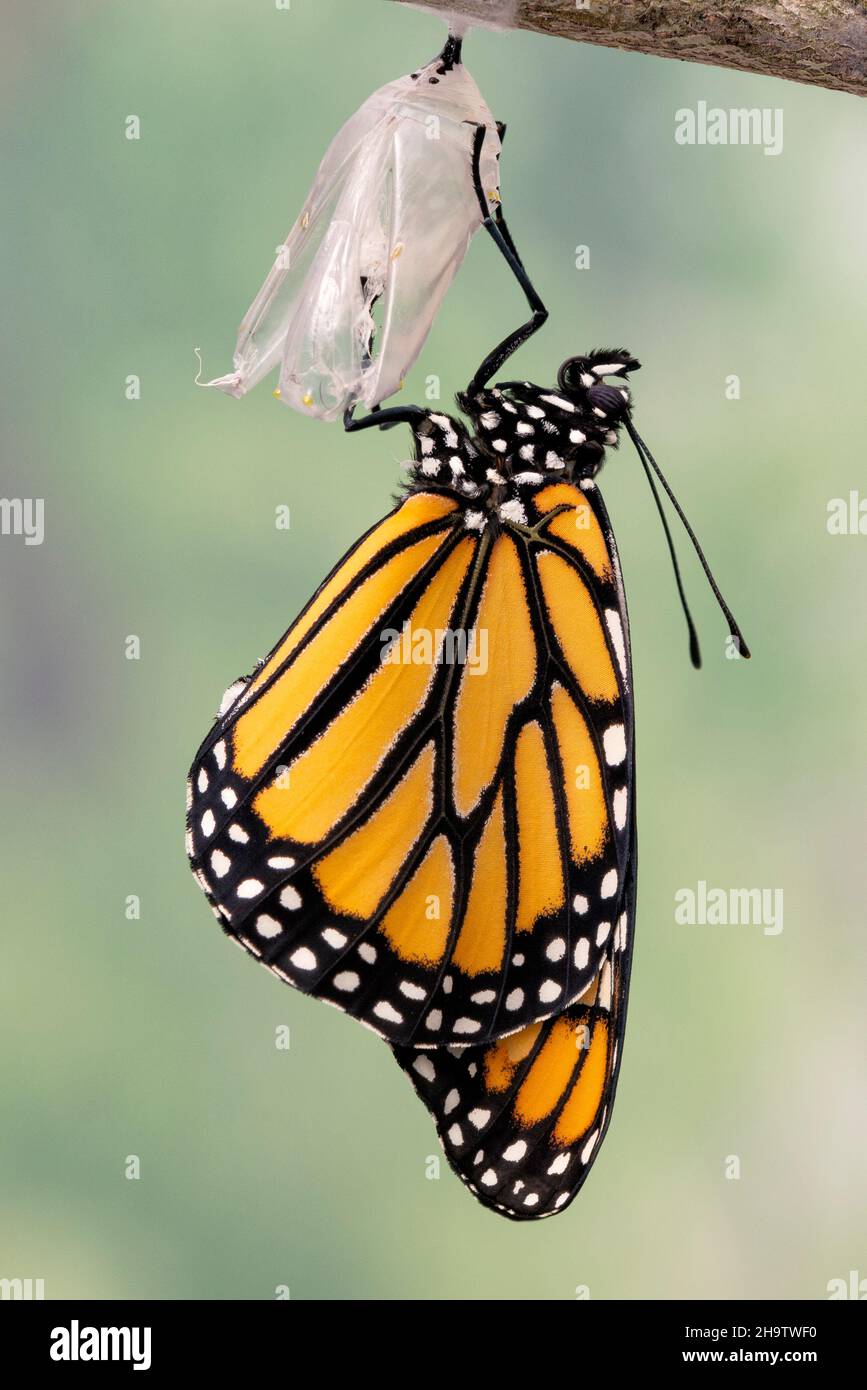 Makro eines neu aufgetauchten Monarchschmetterlings / danaus plexippus, der an seiner Chrysalis hängt und seine Flügel trocknet Stockfoto