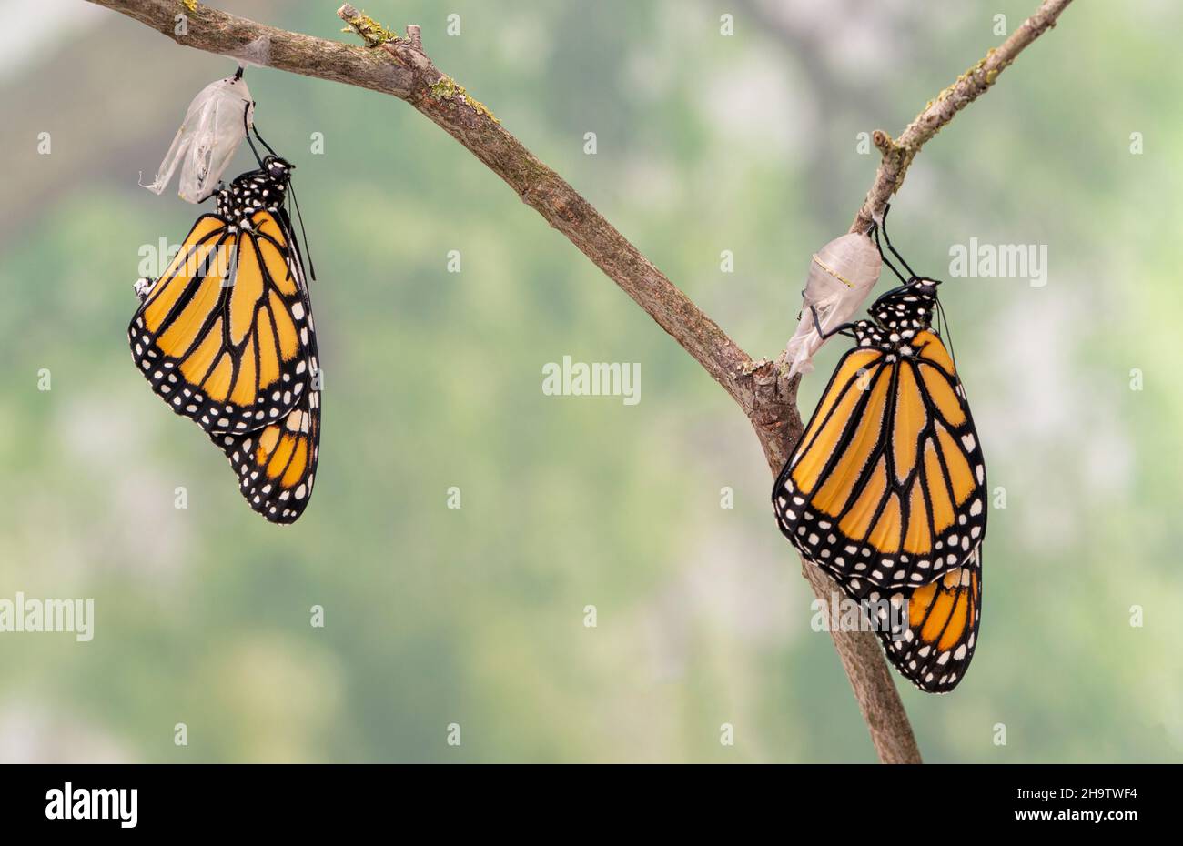 Makro eines neu aufgetauchten Monarchfalter-Paares / danaus plexippus, das an ihrer Chrysalis hängt und ihre Flügel trocknet Stockfoto