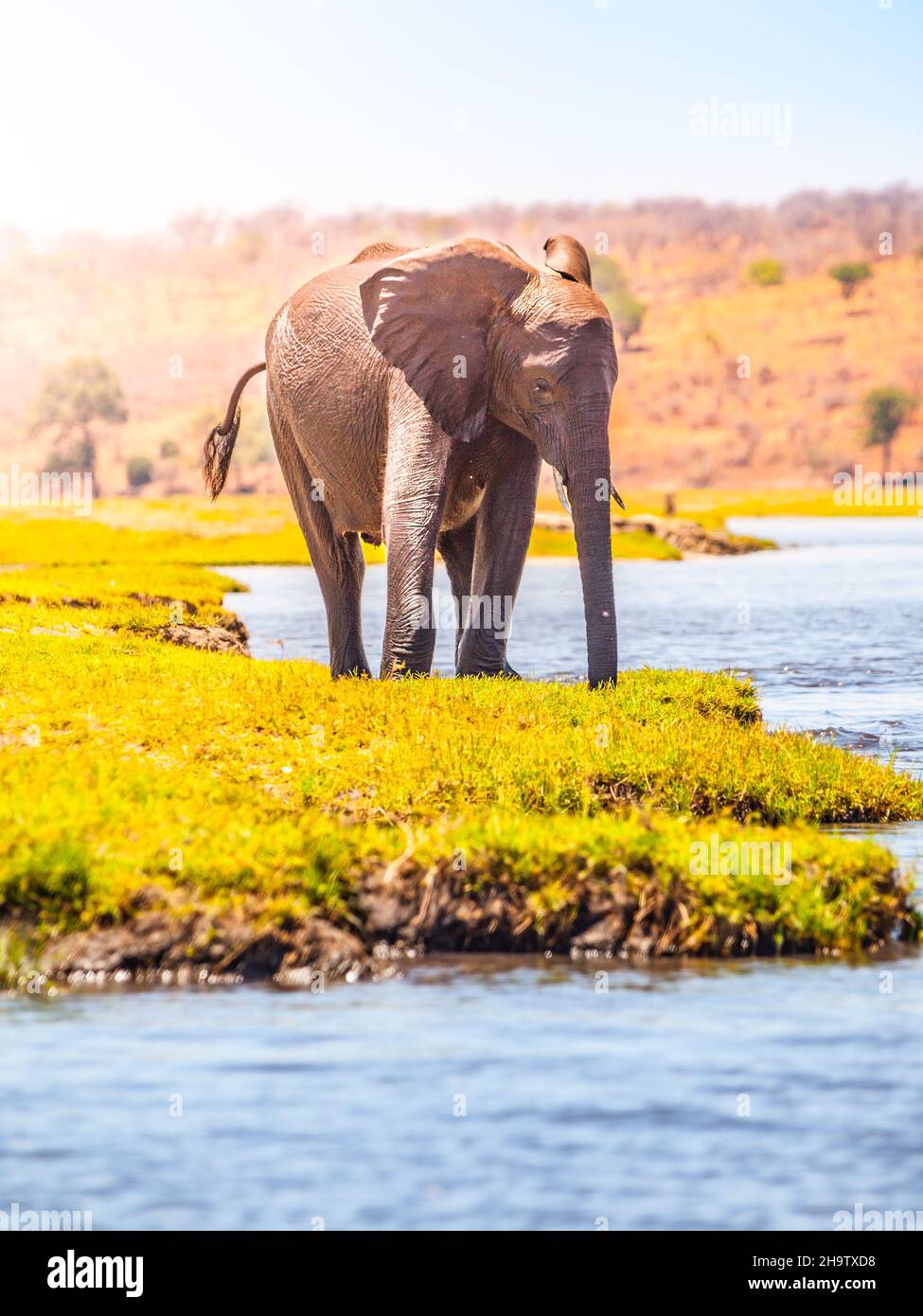 Afrikanischer Elefant am Fluss Stockfoto