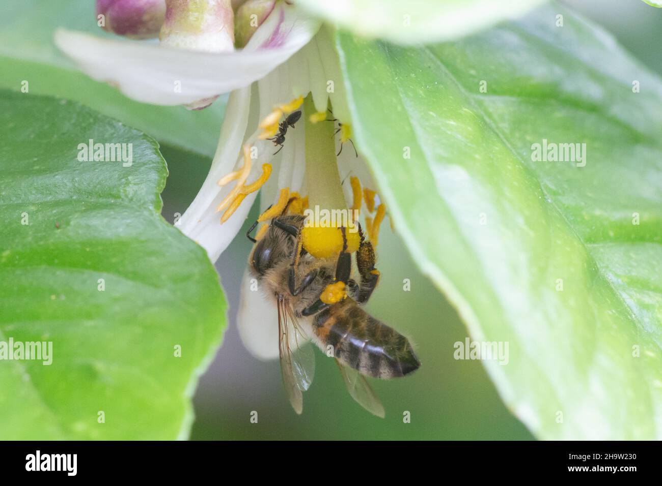 Makro-Nahaufnahme einer Biene, die Pollen von einer Zitronenbaumblume sammelt Stockfoto