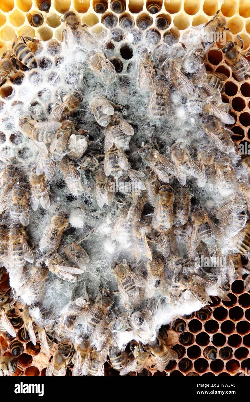 '15.04.2021, Deutschland, , Berlin - Mold hat sich über tote Honigbienen auf einer Honigwabe niedergelassen. 00S210415D548CAROEX.JPG [MODELLVERSION: NEIN, EIGENTUMSFREIGABE: N Stockfoto