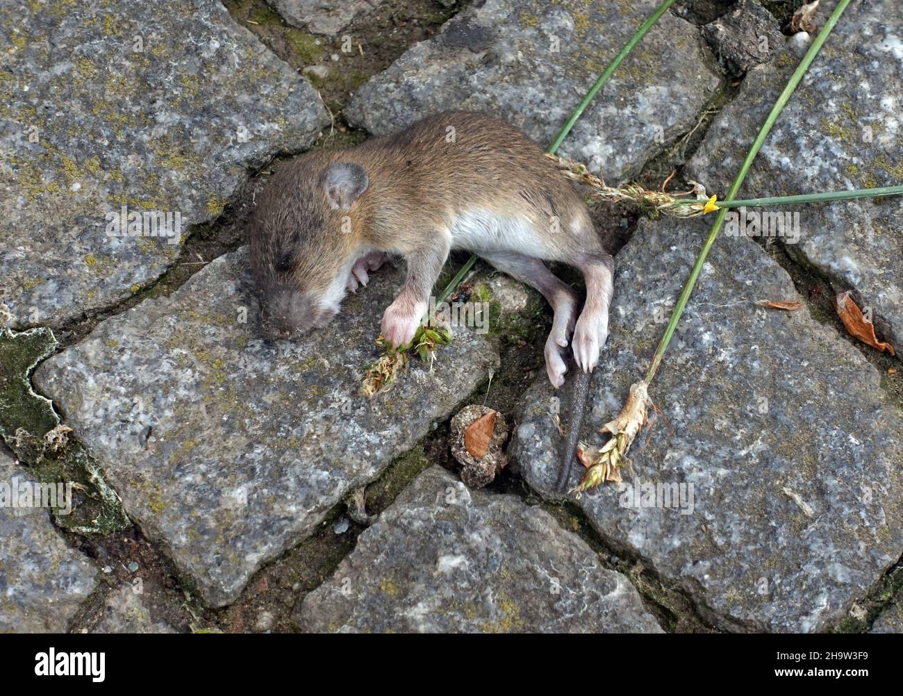 '04.06.2021, Deutschland, , Berlin - tote Maus.. 00S210604D410CAROEX.JPG [MODEL RELEASE: NO, PROPERTY RELEASE: NO (c) caro images / Sorge, http://www.car Stockfoto