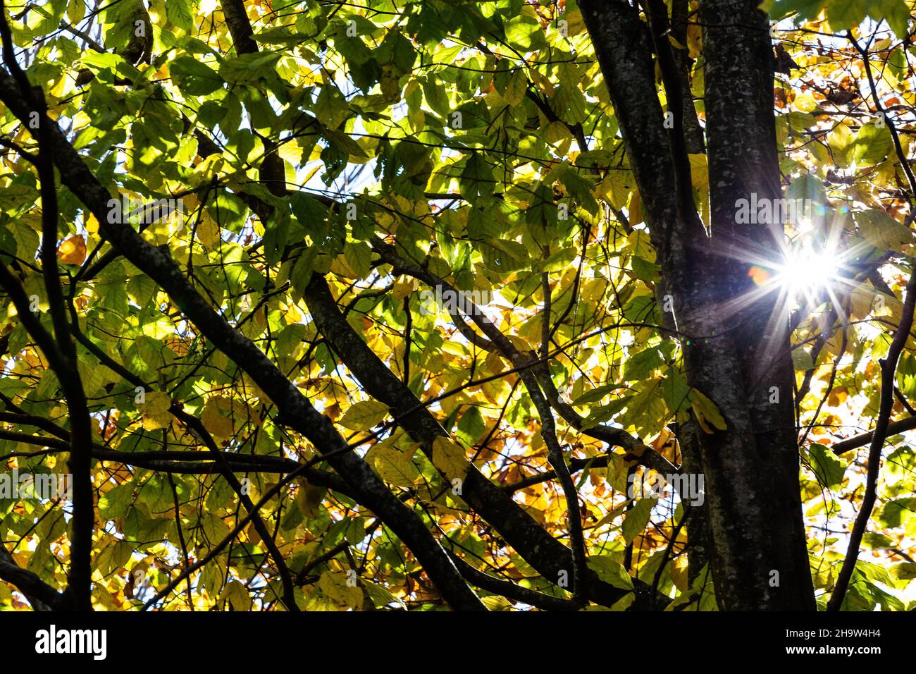 Sonneneinstrahlung, die durch die gelben Herbstblätter auf einem Baumzweig auf einer Naturwaldszene scheint Stockfoto