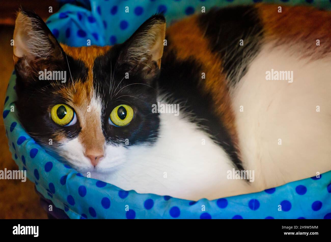 Kürbis, eine vierjährige Calico-Katze, liegt am 13. Mai 2021 in einem Korb in CODEN, Alabama. Stockfoto
