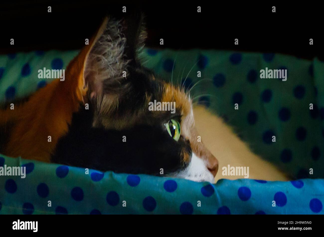 Kürbis, eine vierjährige Calico-Katze, liegt am 13. Mai 2021 in einem Korb in CODEN, Alabama. Stockfoto