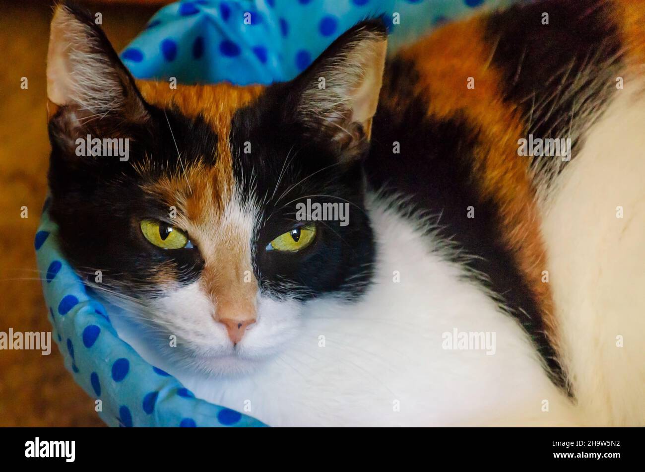 Kürbis, eine vierjährige Calico-Katze, liegt am 13. Mai 2021 in einem Korb in CODEN, Alabama. Stockfoto