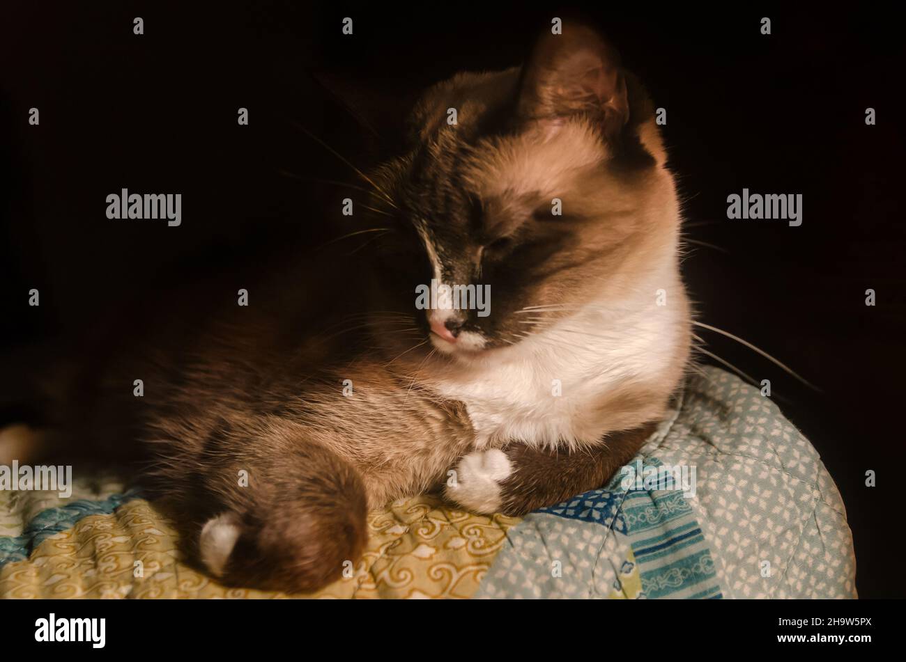 Twinkie, eine siamesische Katze, liegt am 7. Februar 2017 in CODEN, Alabama, auf einem Bett. Stockfoto