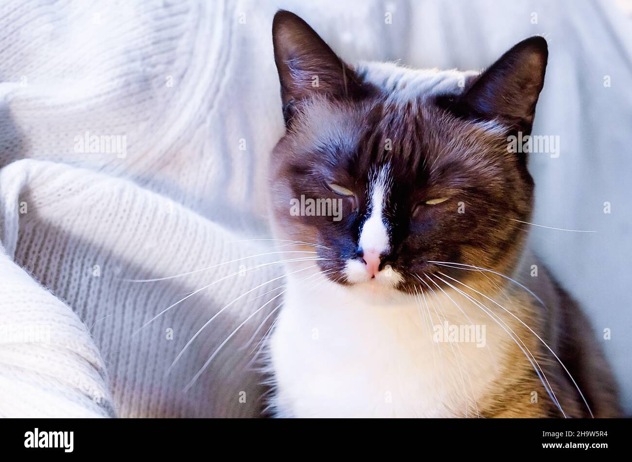 Twinkie, eine siamesische Katze, ist am 9. Januar 2017 in CODEN, Alabama, auf Weiß abgebildet. Stockfoto