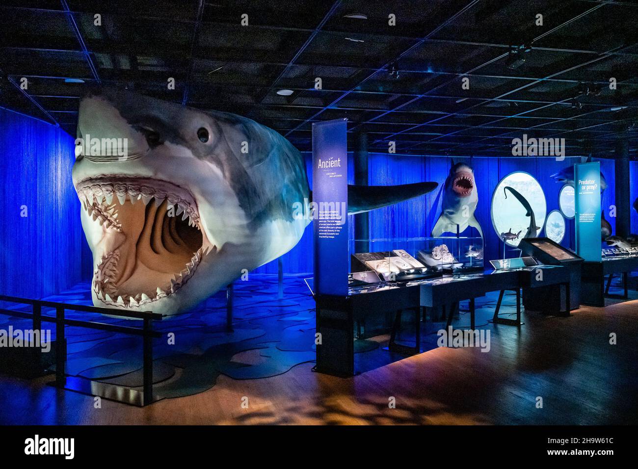 Das prähistorische Megalodon ist Teil der neuen Shark-Ausstellung im American Museum of Natural History in New York, New York, am 8. Dezember 2021. Die Ausstellung ist am 15. Dezember 2021 für die Öffentlichkeit zugänglich. (Foto von Gabriele Holtermann/Sipa USA) Stockfoto