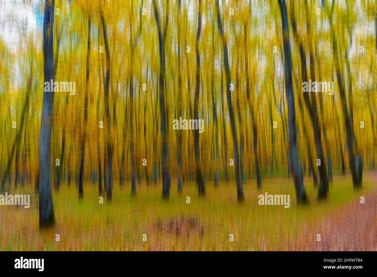 Abstrakte Bewegungsunschärfe eines Eichenwaldes im Herbst Stockfoto