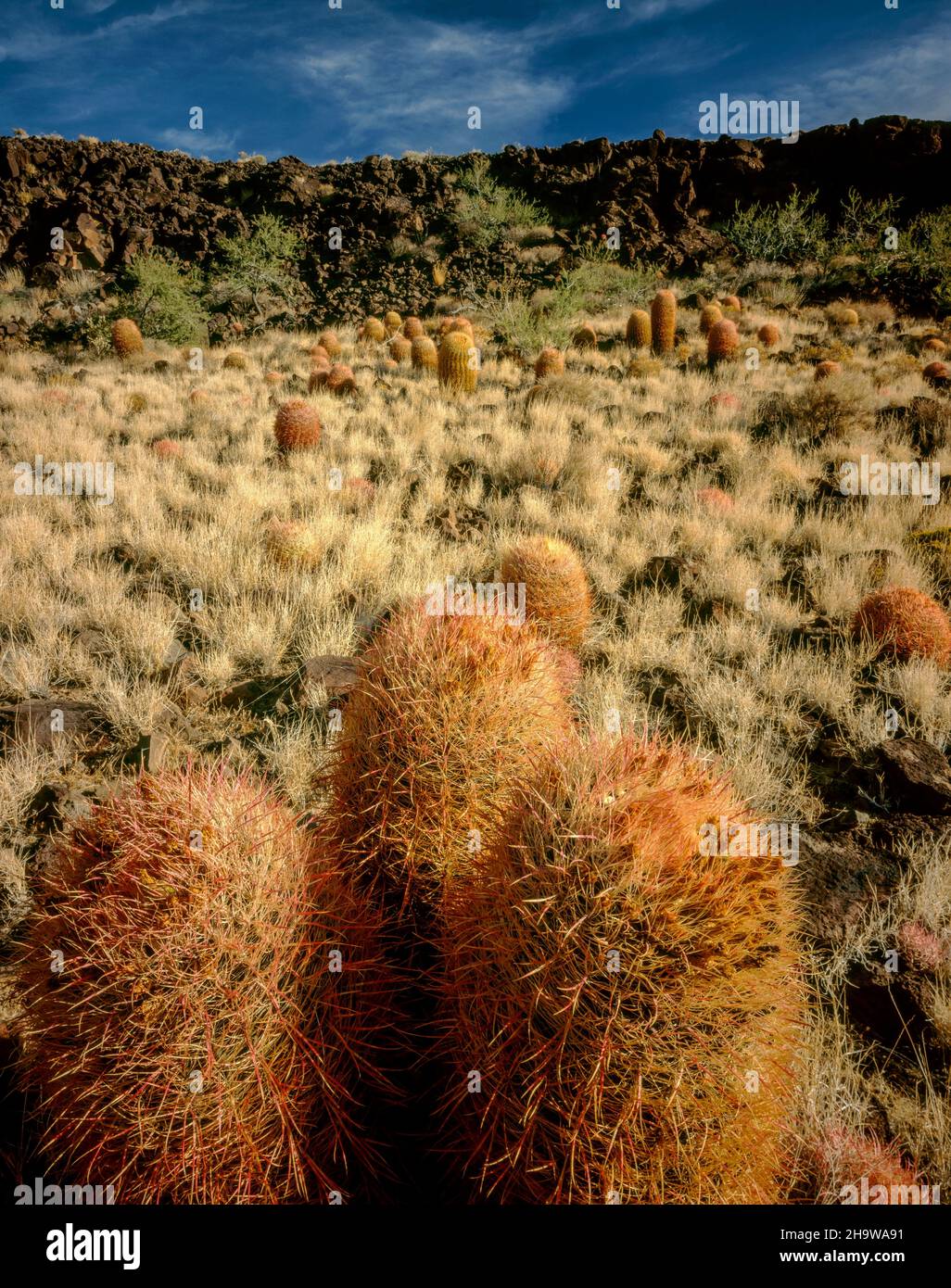 Cottontops, Echinocactus polycepalus, Woods Mountains, Mojave National Preserve, Kalifornien Stockfoto