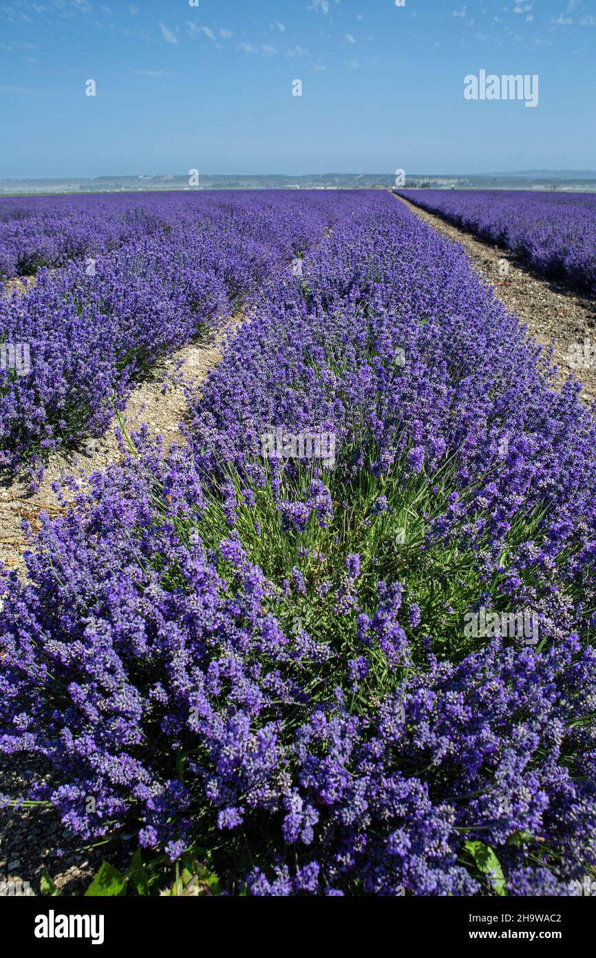 Lavendelreihen blühen in einem kommerziellen Blumenfeld, Lompoc, Kalifornien Stockfoto