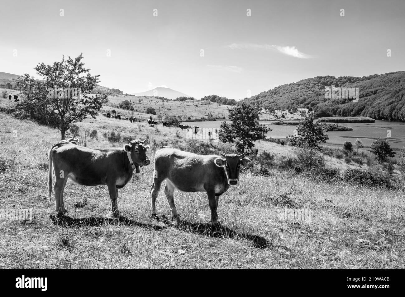 Blick auf den See von Biviere und grasende Kühe, Nationalpark Nebrodi, Sizilien, Italien Stockfoto