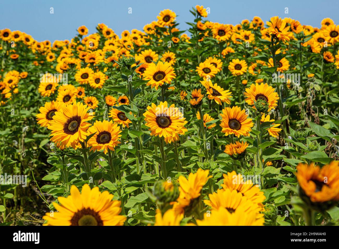 Sonnenblumen blühen in einem kommerziellen Blumenfeld, Lompoc, Kalifornien Stockfoto